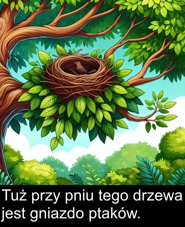 gniazdo: Tuż przy pniu tego drzewa jest gniazdo ptaków.