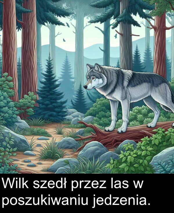 las: Wilk szedł przez las w poszukiwaniu jedzenia.