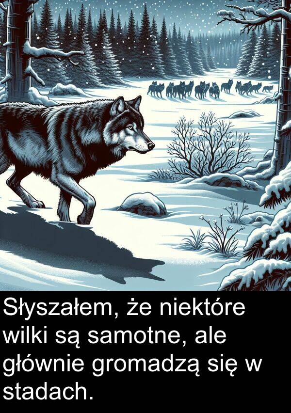 samotne: Słyszałem, że niektóre wilki są samotne, ale głównie gromadzą się w stadach.