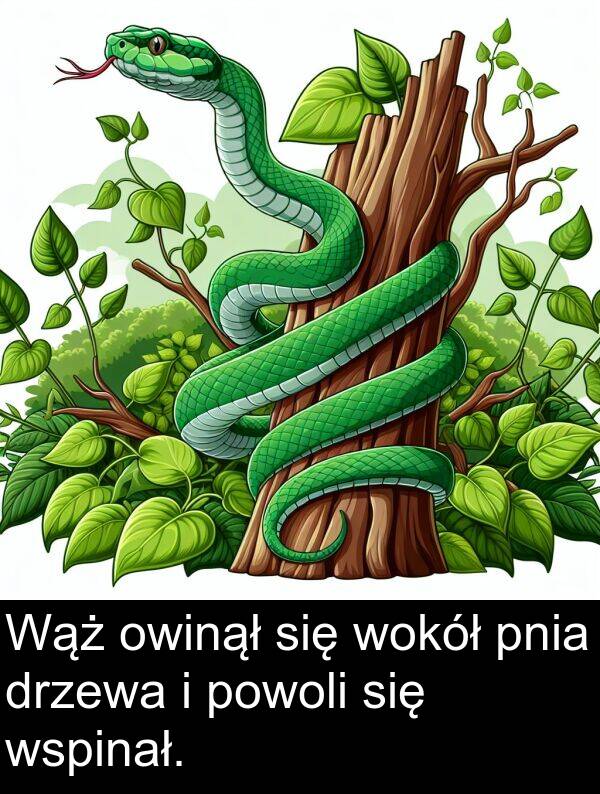 drzewa: Wąż owinął się wokół pnia drzewa i powoli się wspinał.