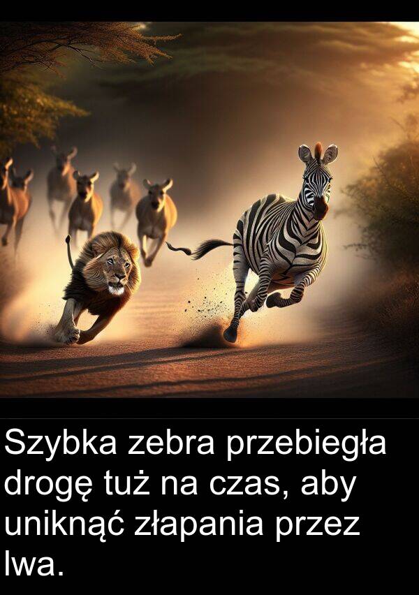 drogę: Szybka zebra przebiegła drogę tuż na czas, aby uniknąć złapania przez lwa.