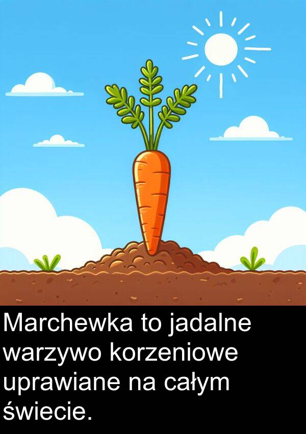 całym: Marchewka to jadalne warzywo korzeniowe uprawiane na całym świecie.