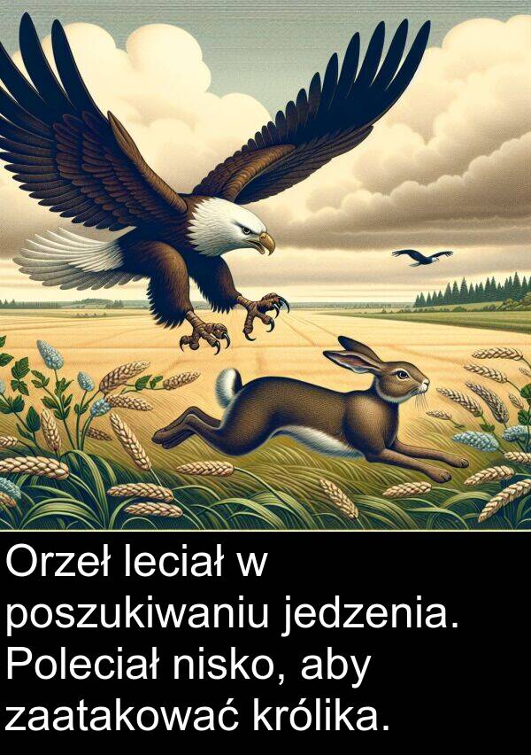 leciał: Orzeł leciał w poszukiwaniu jedzenia. Poleciał nisko, aby zaatakować królika.