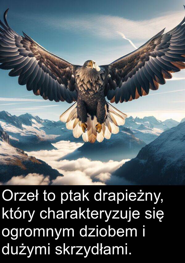 charakteryzuje: Orzeł to ptak drapieżny, który charakteryzuje się ogromnym dziobem i dużymi skrzydłami.