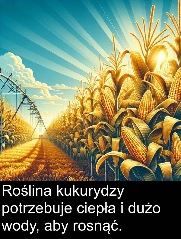 ciepła: Roślina kukurydzy potrzebuje ciepła i dużo wody, aby rosnąć.