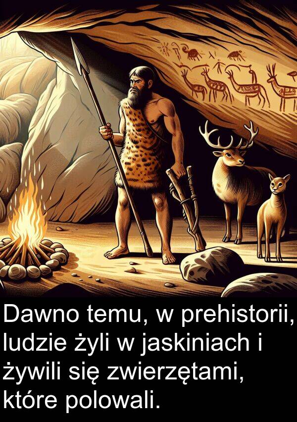 żywili: Dawno temu, w prehistorii, ludzie żyli w jaskiniach i żywili się zwierzętami, które polowali.