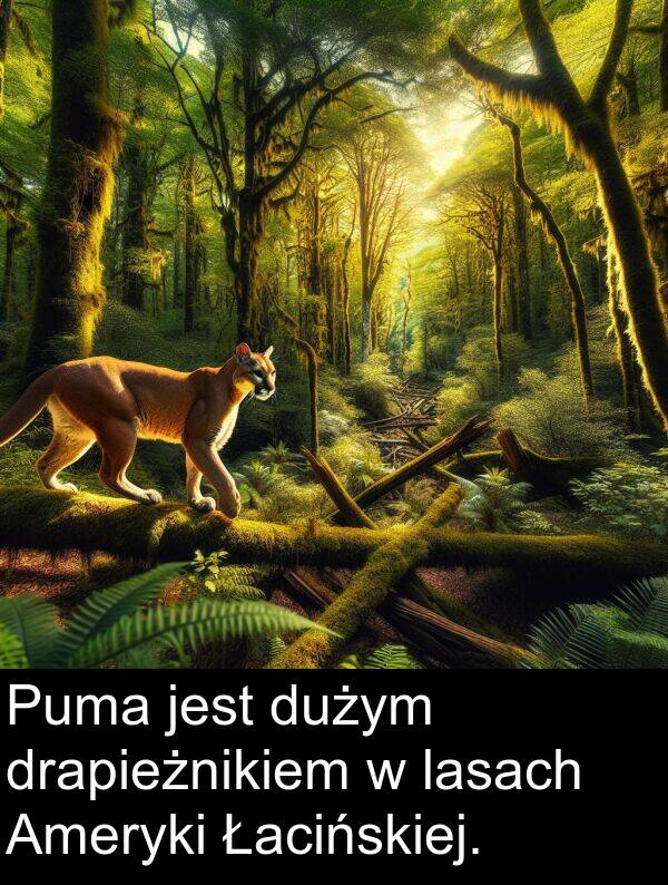 dużym: Puma jest dużym drapieżnikiem w lasach Ameryki Łacińskiej.