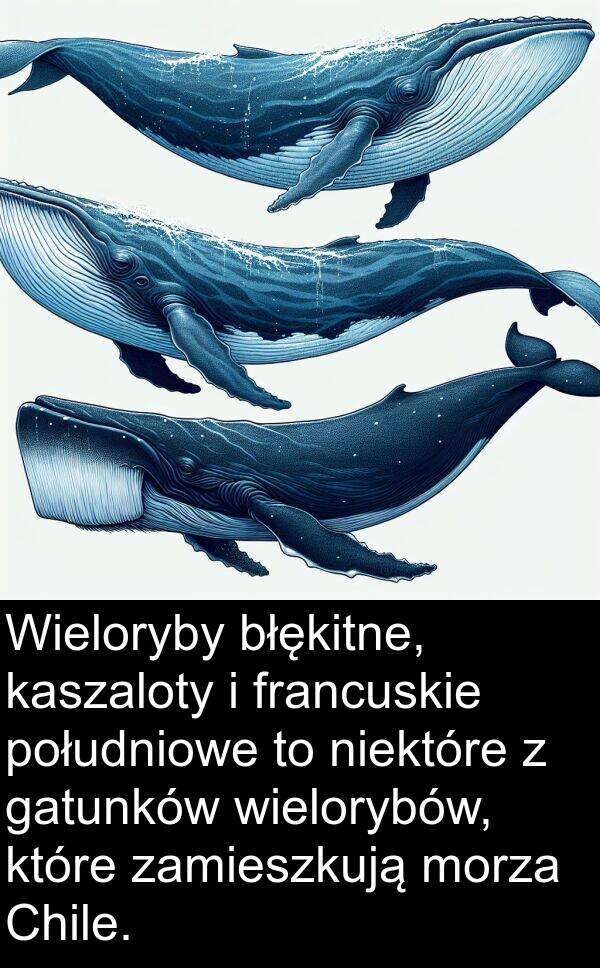 gatunków: Wieloryby błękitne, kaszaloty i francuskie południowe to niektóre z gatunków wielorybów, które zamieszkują morza Chile.