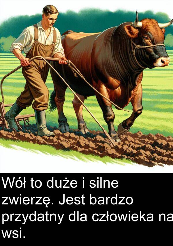 silne: Wół to duże i silne zwierzę. Jest bardzo przydatny dla człowieka na wsi.