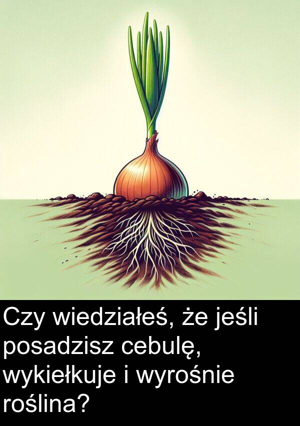 cebulę: Czy wiedziałeś, że jeśli posadzisz cebulę, wykiełkuje i wyrośnie roślina?