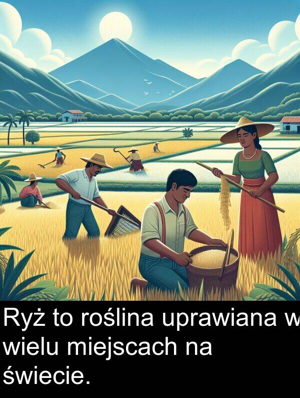 wielu: Ryż to roślina uprawiana w wielu miejscach na świecie.