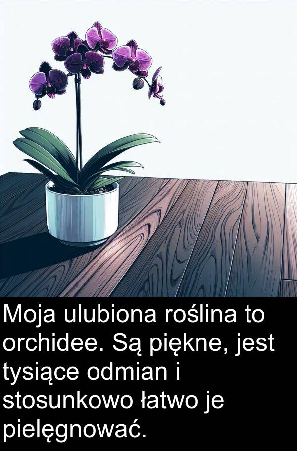 ulubiona: Moja ulubiona roślina to orchidee. Są piękne, jest tysiące odmian i stosunkowo łatwo je pielęgnować.