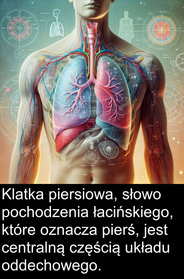 układu: Klatka piersiowa, słowo pochodzenia łacińskiego, które oznacza pierś, jest centralną częścią układu oddechowego.