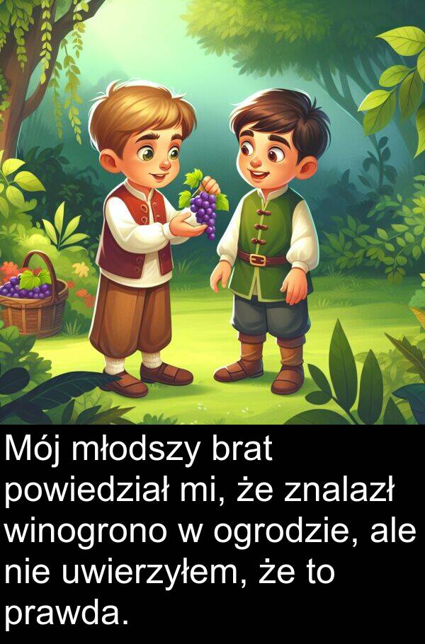 młodszy: Mój młodszy brat powiedział mi, że znalazł winogrono w ogrodzie, ale nie uwierzyłem, że to prawda.