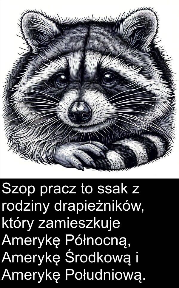 drapieżników: Szop pracz to ssak z rodziny drapieżników, który zamieszkuje Amerykę Północną, Amerykę Środkową i Amerykę Południową.