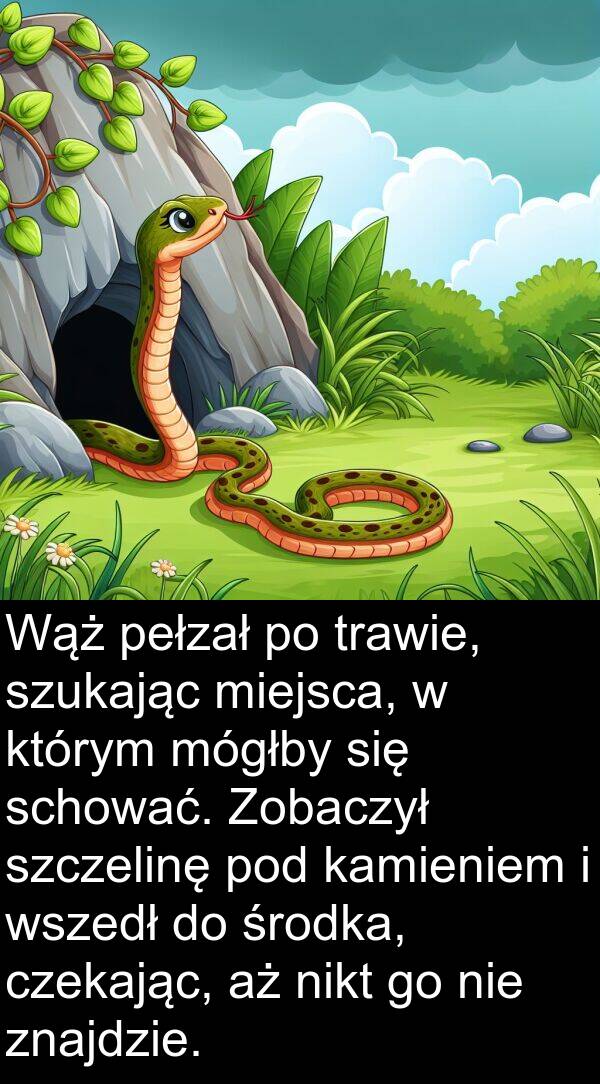 czekając: Wąż pełzał po trawie, szukając miejsca, w którym mógłby się schować. Zobaczył szczelinę pod kamieniem i wszedł do środka, czekając, aż nikt go nie znajdzie.