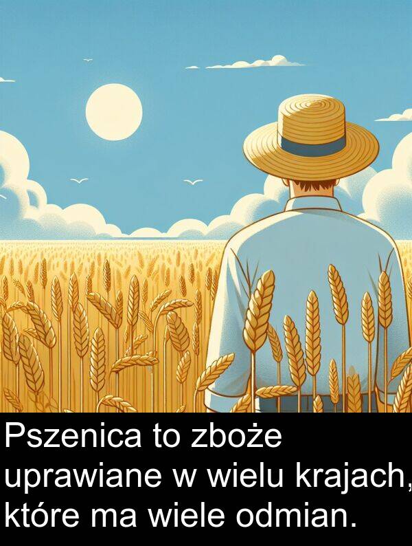 uprawiane: Pszenica to zboże uprawiane w wielu krajach, które ma wiele odmian.