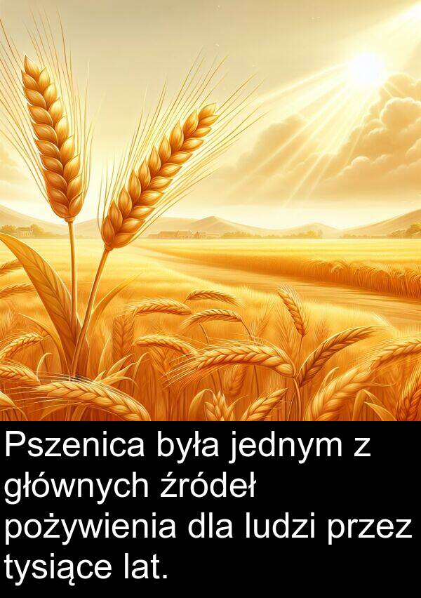 źródeł: Pszenica była jednym z głównych źródeł pożywienia dla ludzi przez tysiące lat.