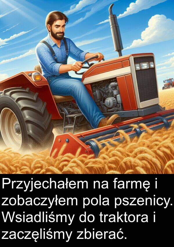 zbierać: Przyjechałem na farmę i zobaczyłem pola pszenicy. Wsiadliśmy do traktora i zaczęliśmy zbierać.