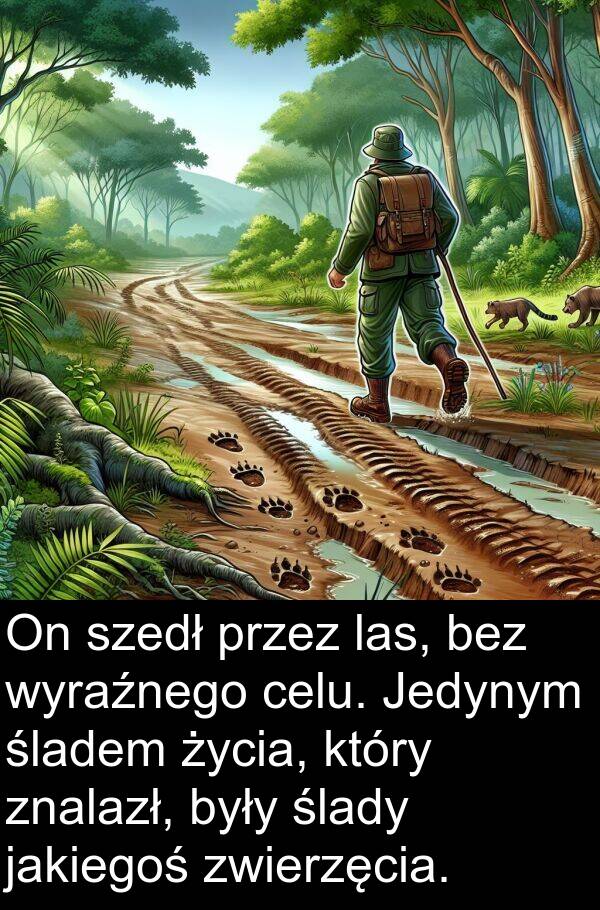 las: On szedł przez las, bez wyraźnego celu. Jedynym śladem życia, który znalazł, były ślady jakiegoś zwierzęcia.