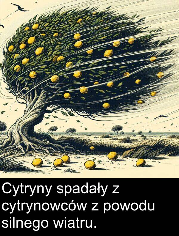 silnego: Cytryny spadały z cytrynowców z powodu silnego wiatru.