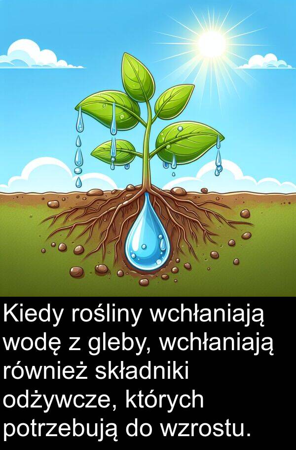 gleby: Kiedy rośliny wchłaniają wodę z gleby, wchłaniają również składniki odżywcze, których potrzebują do wzrostu.