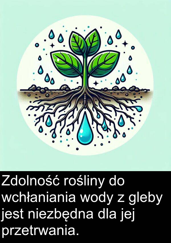 gleby: Zdolność rośliny do wchłaniania wody z gleby jest niezbędna dla jej przetrwania.