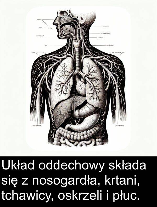 tchawicy: Układ oddechowy składa się z nosogardła, krtani, tchawicy, oskrzeli i płuc.