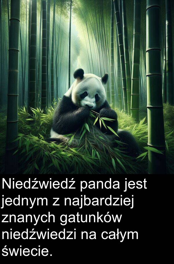 całym: Niedźwiedź panda jest jednym z najbardziej znanych gatunków niedźwiedzi na całym świecie.