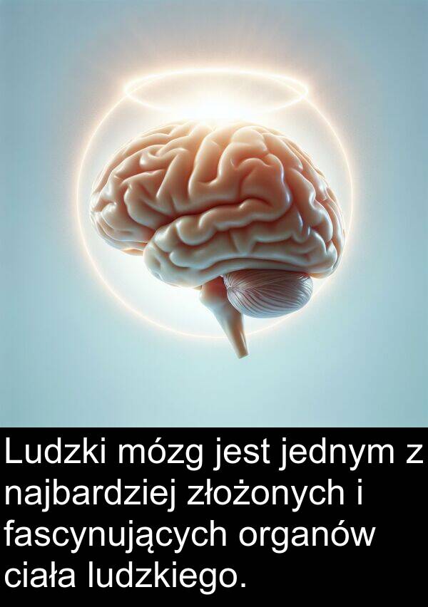 jednym: Ludzki mózg jest jednym z najbardziej złożonych i fascynujących organów ciała ludzkiego.