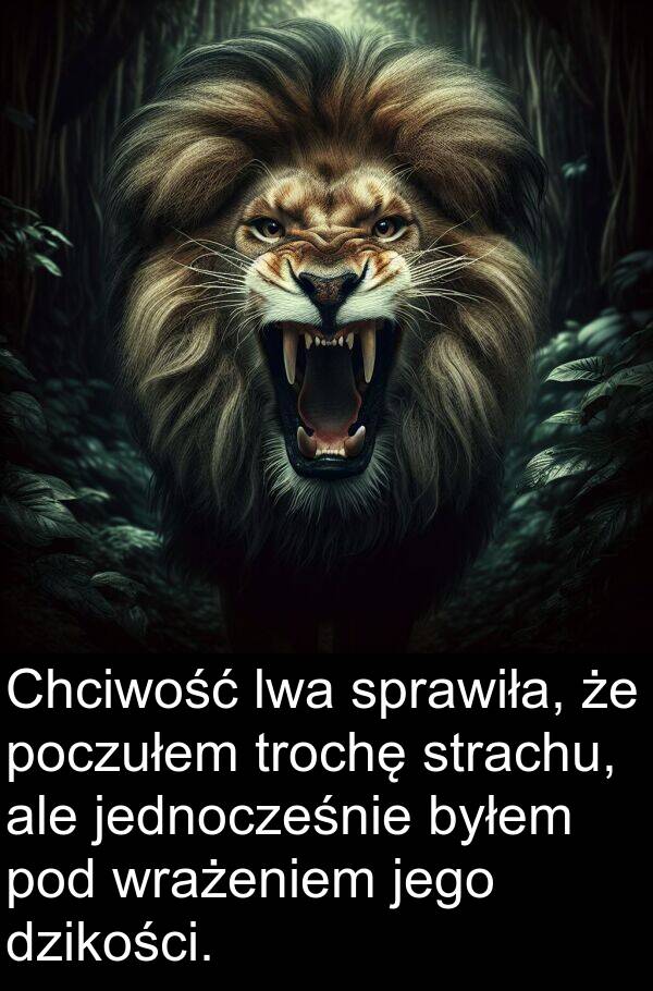 jednocześnie: Chciwość lwa sprawiła, że poczułem trochę strachu, ale jednocześnie byłem pod wrażeniem jego dzikości.