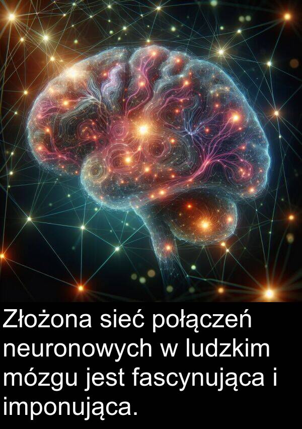 sieć: Złożona sieć połączeń neuronowych w ludzkim mózgu jest fascynująca i imponująca.