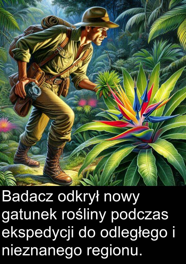 ekspedycji: Badacz odkrył nowy gatunek rośliny podczas ekspedycji do odległego i nieznanego regionu.