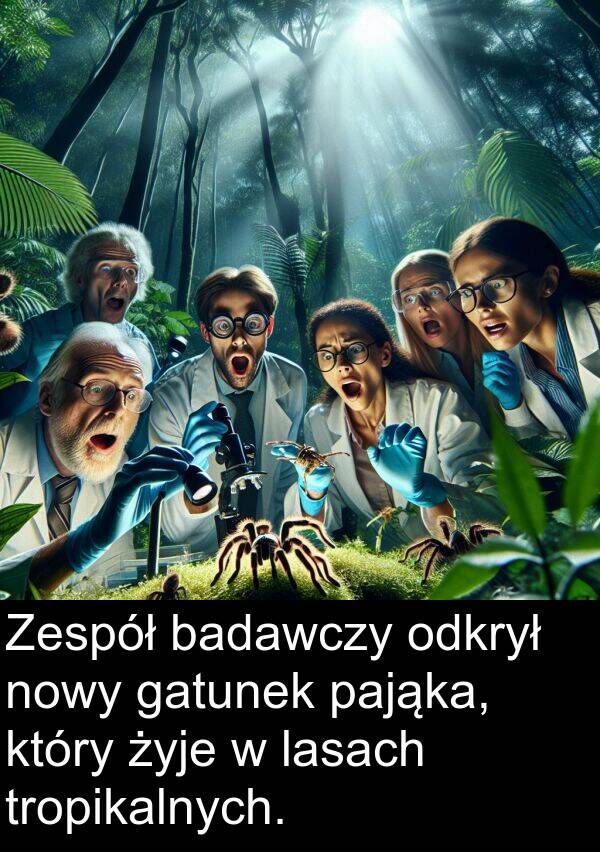 gatunek: Zespół badawczy odkrył nowy gatunek pająka, który żyje w lasach tropikalnych.