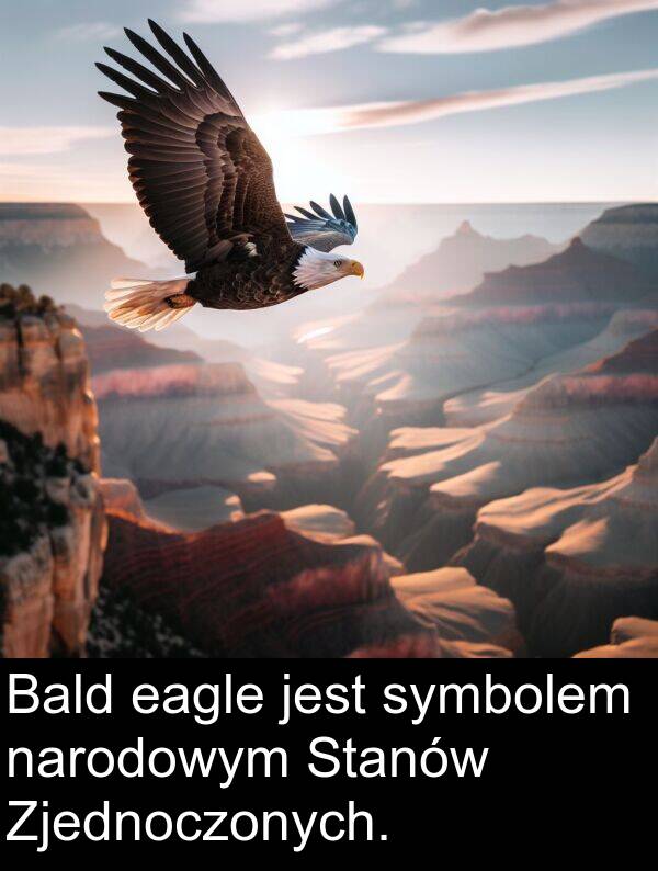 narodowym: Bald eagle jest symbolem narodowym Stanów Zjednoczonych.