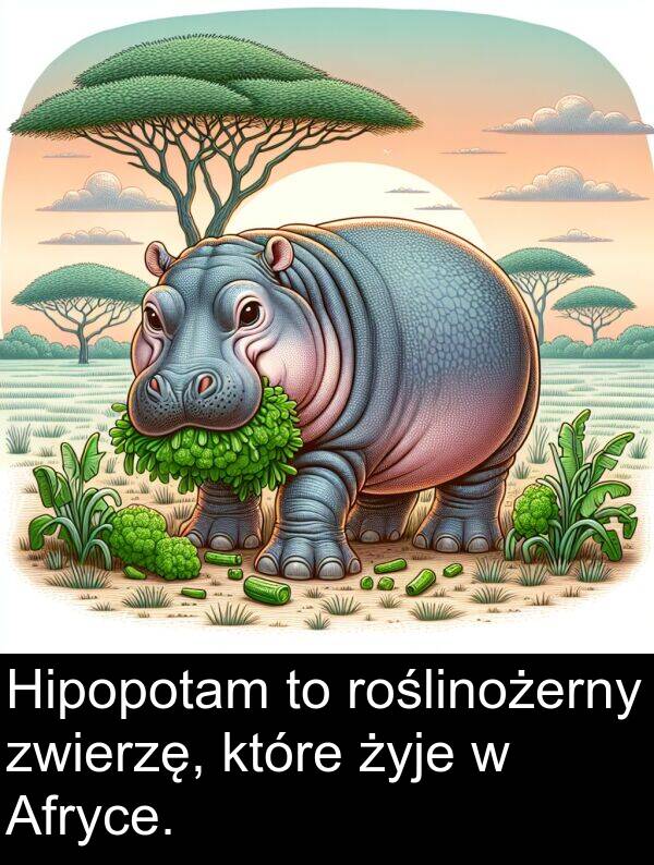 zwierzę: Hipopotam to roślinożerny zwierzę, które żyje w Afryce.