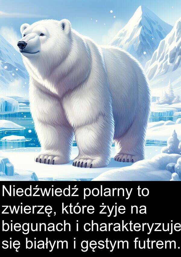 charakteryzuje: Niedźwiedź polarny to zwierzę, które żyje na biegunach i charakteryzuje się białym i gęstym futrem.