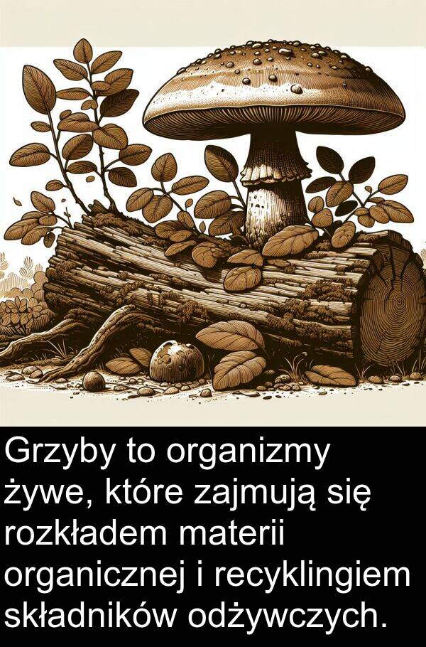 materii: Grzyby to organizmy żywe, które zajmują się rozkładem materii organicznej i recyklingiem składników odżywczych.