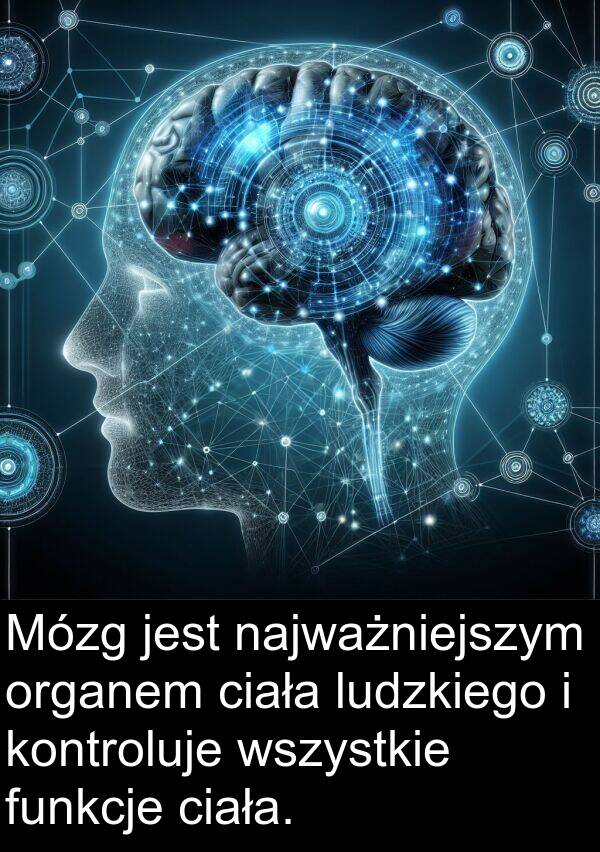 funkcje: Mózg jest najważniejszym organem ciała ludzkiego i kontroluje wszystkie funkcje ciała.