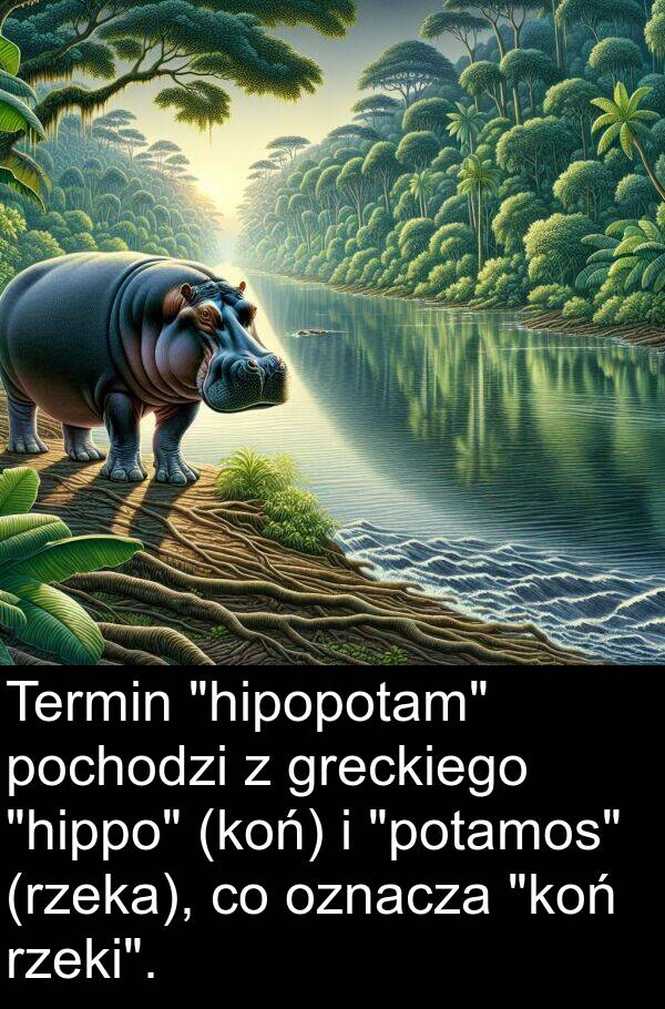 greckiego: Termin "hipopotam" pochodzi z greckiego "hippo" (koń) i "potamos" (rzeka), co oznacza "koń rzeki".