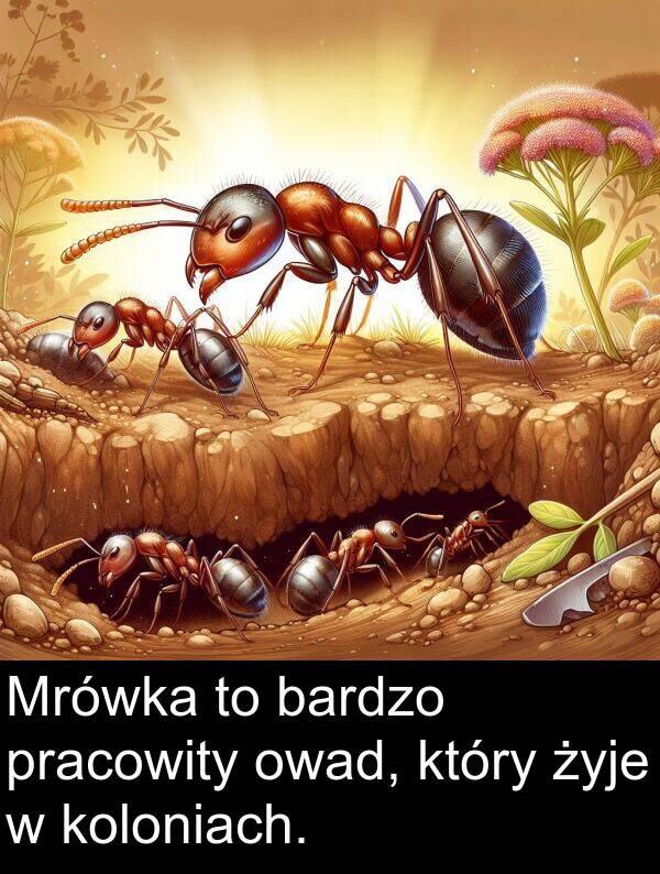 koloniach: Mrówka to bardzo pracowity owad, który żyje w koloniach.