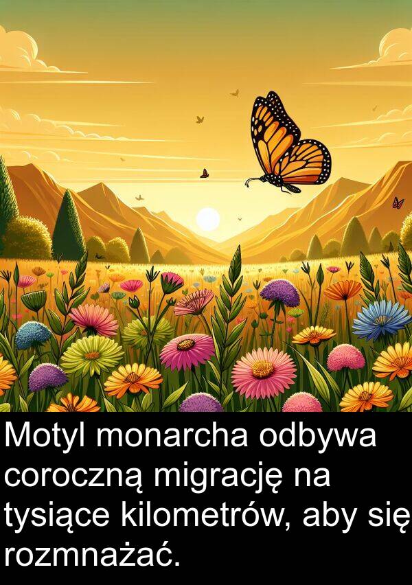 coroczną: Motyl monarcha odbywa coroczną migrację na tysiące kilometrów, aby się rozmnażać.