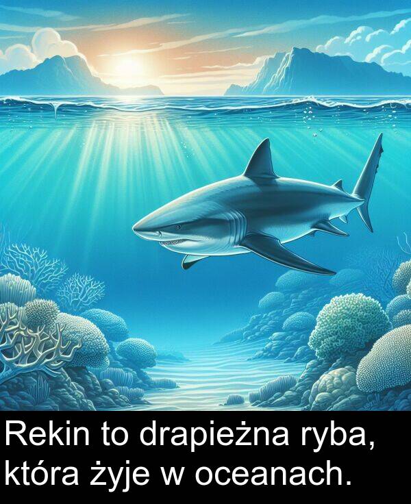 która: Rekin to drapieżna ryba, która żyje w oceanach.