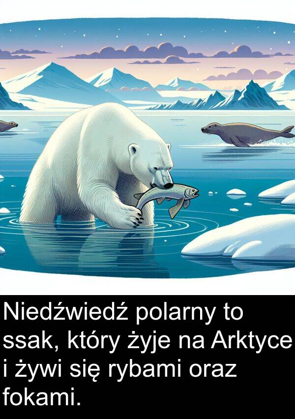 żywi: Niedźwiedź polarny to ssak, który żyje na Arktyce i żywi się rybami oraz fokami.