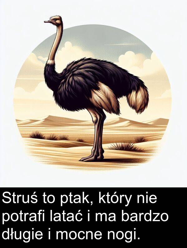 długie: Struś to ptak, który nie potrafi latać i ma bardzo długie i mocne nogi.