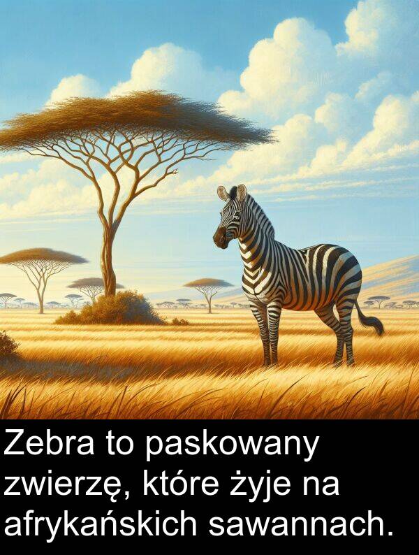 afrykańskich: Zebra to paskowany zwierzę, które żyje na afrykańskich sawannach.