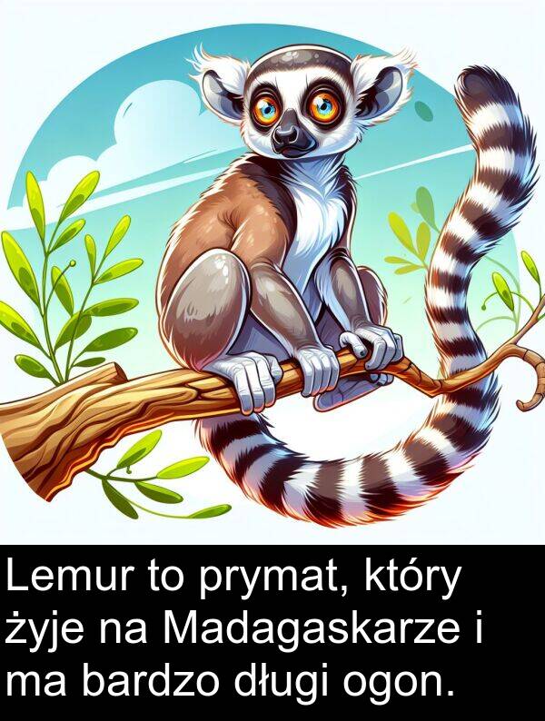 długi: Lemur to prymat, który żyje na Madagaskarze i ma bardzo długi ogon.