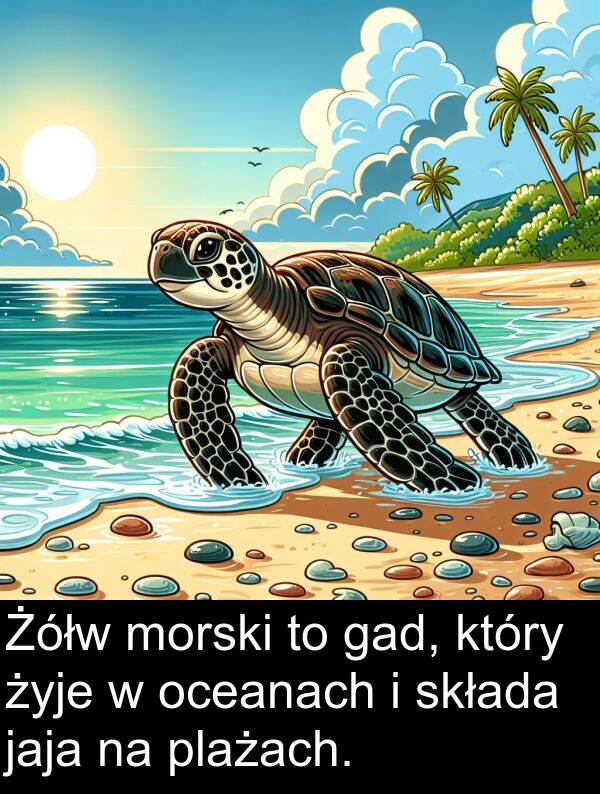 jaja: Żółw morski to gad, który żyje w oceanach i składa jaja na plażach.