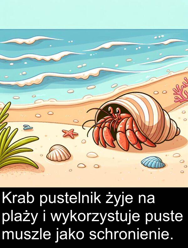 jako: Krab pustelnik żyje na plaży i wykorzystuje puste muszle jako schronienie.