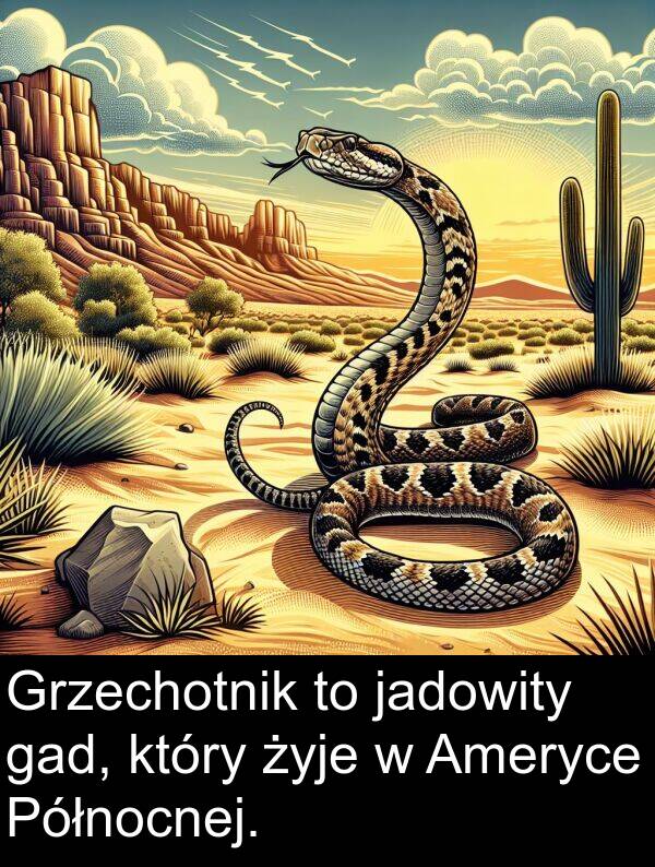 gad: Grzechotnik to jadowity gad, który żyje w Ameryce Północnej.